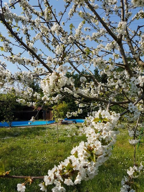 Camomilla Daire Ravenna Dış mekan fotoğraf